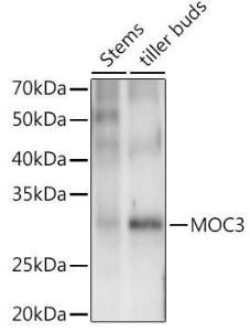 Western blot analysis of extracts of various tissues from the japonica rice (Oryza sativa L. ) variety Zhonghua 11, using Anti-WOX1 Antibody (A309990) at 1:1000 dilution. The secondary Antibody was Goat Anti-Rabbit IgG H&L Antibody (HRP) at 1:10000 dilution