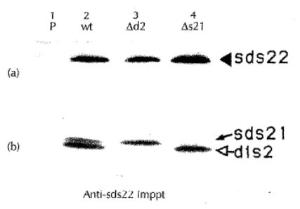 Anti-Sds22 Antibody