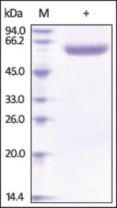 The purity of rh LBP /Lipopolysaccharide was determined by DTT-reduced (+) SDS-PAGE and staining overnight with Coomassie Blue.