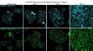 CellBrite steady 405, 488 MCF7 composite