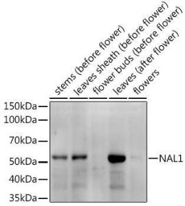 Anti-NAL1 antibody