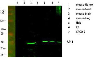 Western blot analysis of various cells using Anti-c-Jun Antibody at 1:1000 (4°C overnight). Goat Anti-Rabbit IgG (IRDye 800) was used as a secondary at 1:5000 (25°C, 1 hour)