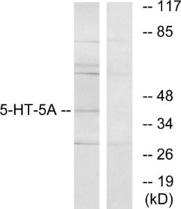 Anti-5HT5A receptor Rabbit Polyclonal Antibody