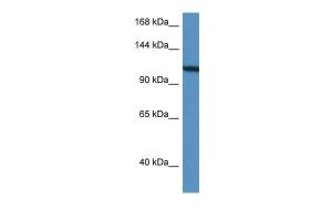 Anti-VCL Rabbit Polyclonal Antibody