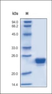 The purity of rh LCN2 was determined by DTT-reduced (+) SDS-PAGE and staining overnight with Coomassie Blue.