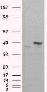 HEK293 overexpressing FLOT1(RC200231) and probed with Anti-FLOT1 Antibody (A82834) (mock transfection in first lane), tested by Origene