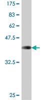 Anti-COMMD5 Mouse Polyclonal Antibody