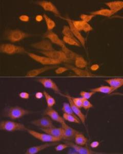 Immunofluorescence analysis of NIH-3T3 cells using Anti-Xanthine Oxidase Antibody [ARC1385] (A308953) at a dilution of 1:100 (40X lens). DAPI was used to stain the cell nuclei (blue)