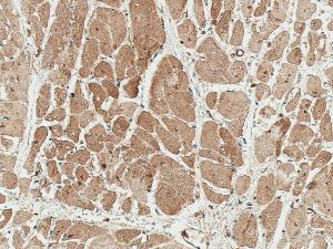 Immunohistochemistry analysis of human heart, fixed in formalin and paraffin-embedded The Primary Antibody used was Anti-WIPI2 Antibody (A304859) at 1:50 for 30 minutes at room temperature Counterstain: Hematoxylin Magnification: 20X HRP-DAB Detection