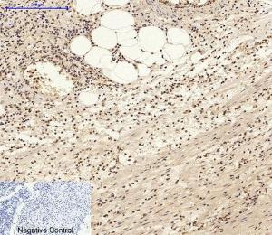 Immunohistochemical analysis of paraffin-embedded rat brain tissue using Anti-c-Jun Antibody at 1:200 (4°C overnight). Negative control was secondary antibody only