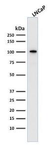 Western blot analysis of human LNCaP cell lysate using Anti-PSMA Antibody [FOLH1/2363]