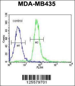 Anti-RRAGD Rabbit Polyclonal Antibody