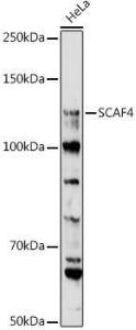 Western blot analysis of extracts of HeLa cells, using Anti-SCAF4 Antibody (A308954) at 1:1,000 dilution