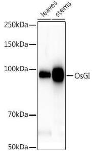 Western blot analysis of extracts of various tissues from the japonica rice (Oryza sativa L ) variety Zhonghua 11, using Anti-GI Antibody (A309993) at 1:1,000 dilution