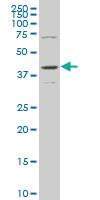 Anti-MAPK13 Mouse Monoclonal Antibody [clone: 1E6]