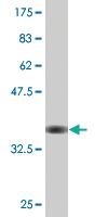 Anti-WDR13 Mouse Monoclonal Antibody [clone: 1G9]