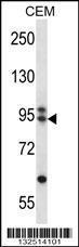 Anti-ARMC9 Rabbit Polyclonal Antibody (Biotin)