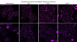 CellBrite steady 650, 685 MCF7 composite