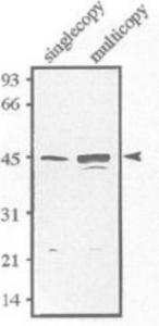 Anti-Sds23 Antibody