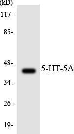 Western blot analysis of the lysates from COLO205 cells using Anti-5-HT-5A Antibody