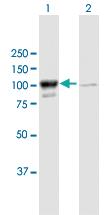 Anti-MARS Mouse Polyclonal Antibody