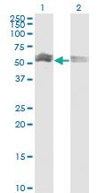 Anti-CFLAR Mouse Monoclonal Antibody [clone: 1G1]