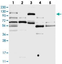 Anti-PRRT3 Rabbit Polyclonal Antibody