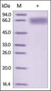 The purity of rh LILRB2 / ILT4 / CD85d was determined by DTT-reduced (+) SDS-PAGE and staining overnight with Coomassie Blue.