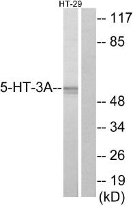 Western blot analysis of lysates from HT-29 cells using Anti-5-HT-3A Antibody. The right hand lane represents a negative control, where the antibody is blocked by the immunising peptide