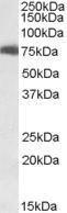 Anti-USH1C Antibody (A82836) (0.1 µg/ml) staining of HEK293 lysate (35 µg protein in RIPA buffer). Primary incubation was 1 hour. Detected by chemiluminescence