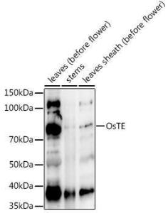 Anti-LOC_Os03g03150 Rabbit Polyclonal Antibody