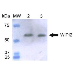 Western blot analysis of human HeLa and HEK293Trap cell lysates showing detection of ~494 kDa WIPI2 protein using Anti-WIPI2 Antibody (A304859)