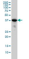 Anti-MAPK13 Mouse Monoclonal Antibody [clone: 2B2]