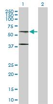 Anti-AHCYL1 Rabbit Polyclonal Antibody