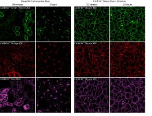 CellBrite steady vs DiD