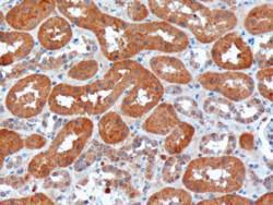 Anti-USH1C Antibody (A82836) (10 µg/ml) staining of paraffin embedded Human Kidney. Microwaved antigen retrieval with citrate buffer pH 6, HRP-staining