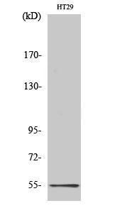 Western blot analysis of various cells using Anti-5-HT-3A Antibody