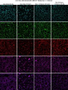 CellBrite steady, enhancer HeLa composite