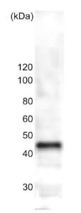 Anti-beta Tubulin Antibody