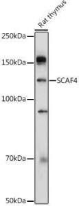 Western blot analysis of extracts of Rat thymus, using Anti-SCAF4 Antibody (A308954) at 1:1,000 dilution