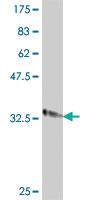 Anti-IMMP2 Mouse Polyclonal Antibody