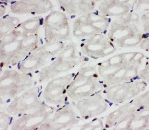 Anti-Apoptosis inhibitor 5 Rabbit Polyclonal Antibody