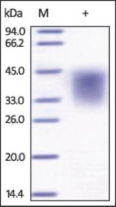 The purity of rh LIF was determined by DTT-reduced (+) SDS-PAGE and staining overnight with Coomassie Blue.