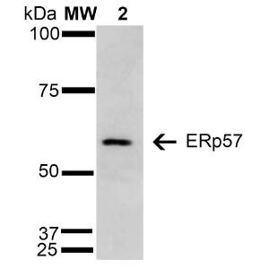 Western blot analysis of human Cervical cancer cell line (HeLa) lysate showing detection of 57 kDa Erp57 protein using Anti-ERp57 Antibody [4F9] (A304860) at 1:1000 for 2 hours at room temperature. Lane 1: Molecular Weight Ladder (MW). Lane 2: HeLa cell lysate. Load: 15 µg