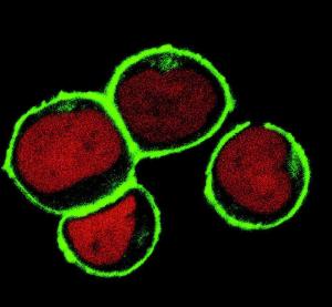 Subcellular localization of NTAL by confocal microscopy in THP-1 human acute monocytic leukemia cell line. THP-1 cells were permeabilized and immunostained using Anti-NTAL Antibody (A85921 / green). Nuclei are vizualized by propidium iodide (red).