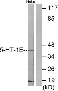 Western blot analysis of lysates from HeLa cells using Anti-5-HT-1E Antibody. The right hand lane represents a negative control, where the antibody is blocked by the immunising peptide