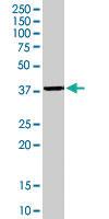 Anti-NPM Goat Polyclonal Antibody