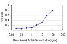 Anti-KCNMB4 Mouse Monoclonal Antibody [clone: 1G7]