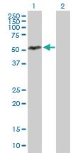 Anti-IER5 Mouse Polyclonal Antibody