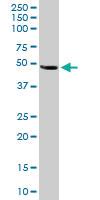 Anti-SERPINI1 Goat Polyclonal Antibody